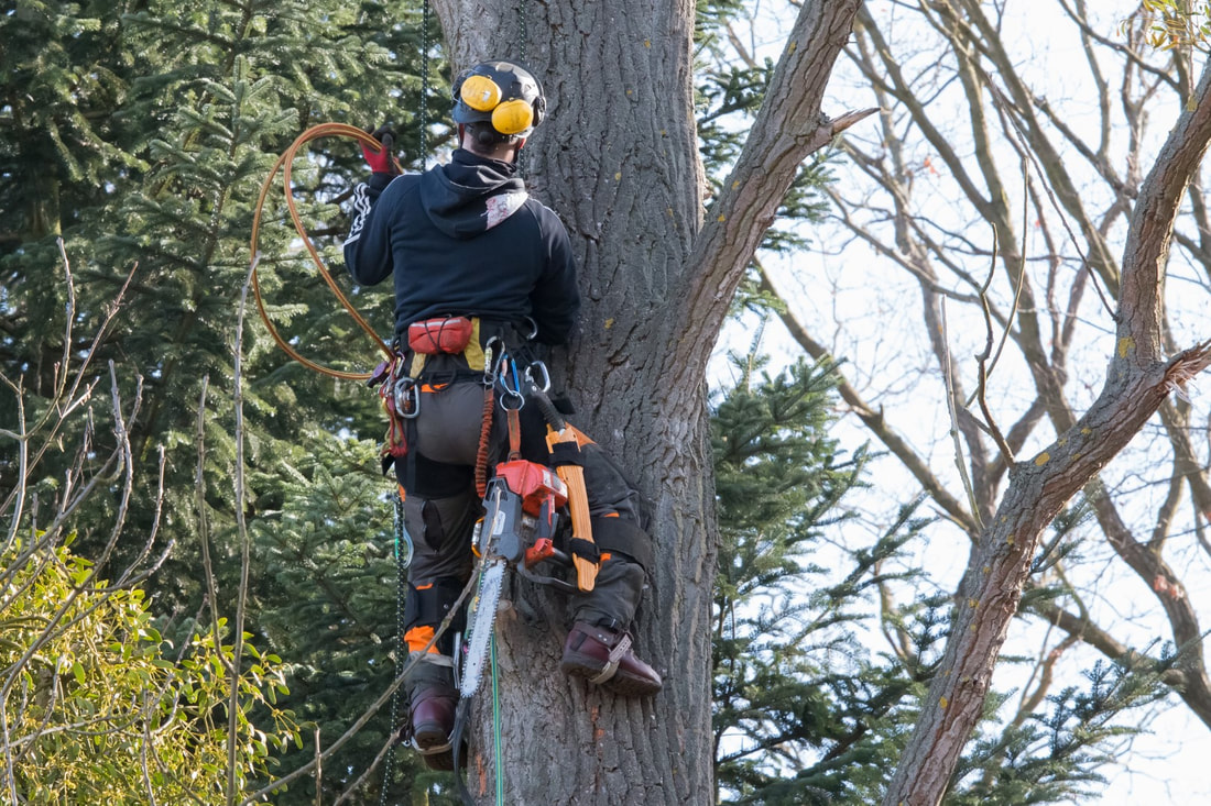 An image of Tree Removal in Los Alamitos CA